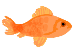 goldfish